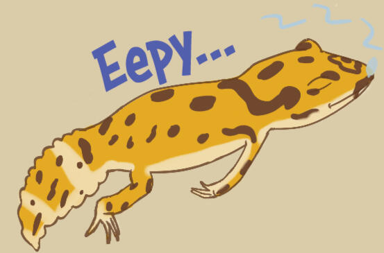 A very eepy little leopard gecko